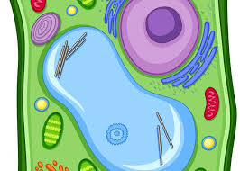 Biology Grade 10: Cell Structure and Functions